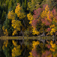 Buy canvas prints of Autumn Reflections by Eirik Sørstrømmen