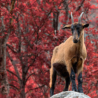 Buy canvas prints of Mountain Goat by Eirik Sørstrømmen