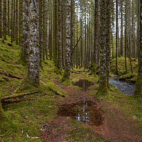 Buy canvas prints of The Forest Trail by Eirik Sørstrømmen