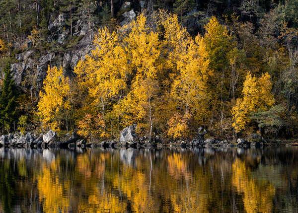Autumn Reflections in The Lake Picture Board by Eirik Sørstrømmen