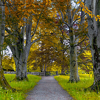 Buy canvas prints of A Tree Alleyway in The Autumn by Eirik Sørstrømmen
