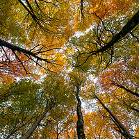 Buy canvas prints of Looking Up in The Forest by Eirik Sørstrømmen