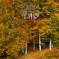 Buy canvas prints of Autumn Colors in The Forest by Eirik Sørstrømmen