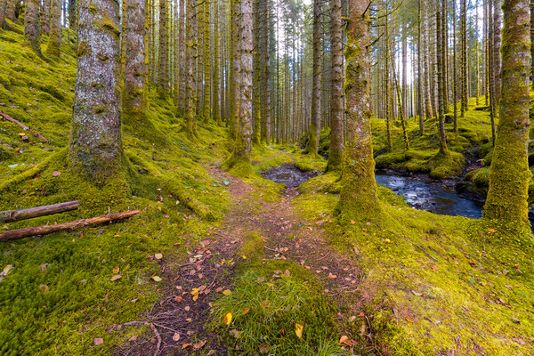 A Trail In The Forest Picture Board by Eirik Sørstrømmen
