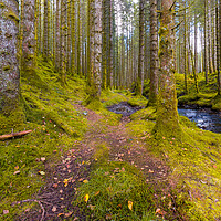 Buy canvas prints of A Trail In The Forest by Eirik Sørstrømmen