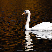Buy canvas prints of A Swan in The Lake by Eirik Sørstrømmen