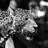 Buy canvas prints of  Jaguar  by Les Brown