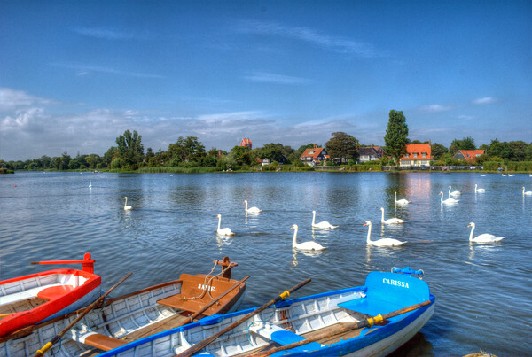 Swans and Boats, Thorpeness  Picture Board by David Stanforth
