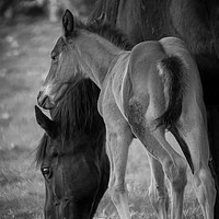 Buy canvas prints of Phoenix and Mum by Willie Cowie