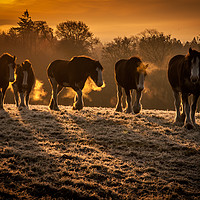 Buy canvas prints of Clydesdale Sunrise by Willie Cowie