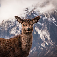 Buy canvas prints of Glencoe Fawn by Willie Cowie