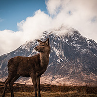 Buy canvas prints of Red deer fawn Buachaille Etive Mor by Willie Cowie