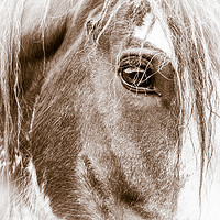 Buy canvas prints of High Key Clydesdale by Willie Cowie