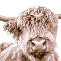 Buy canvas prints of Hairy Coo Collection 1 of 7 by Willie Cowie