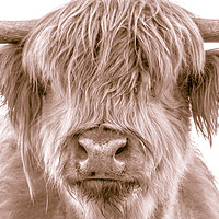 Buy canvas prints of Hairy Coo Collection 2 of 7 by Willie Cowie