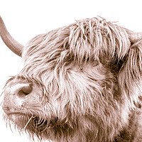 Buy canvas prints of Hairy Coo Collection 3 of 7 by Willie Cowie