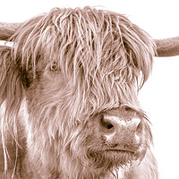 Buy canvas prints of Hairy Coo Collection 4 of 7 by Willie Cowie