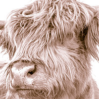 Buy canvas prints of Hairy Coo Collection 5 of 7 by Willie Cowie