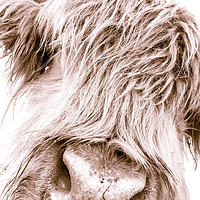 Buy canvas prints of Hairy Coo Collection 6 of 7 by Willie Cowie