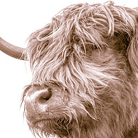 Buy canvas prints of Hairy Coo Collection 7 of 7 by Willie Cowie