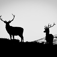 Buy canvas prints of Red Deer Stags by Willie Cowie