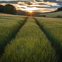 Buy canvas prints of Barley Sunset by Willie Cowie