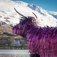 Buy canvas prints of Highland Cow Sculpture by Willie Cowie