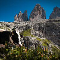 Buy canvas prints of Alpine Pasture by Willie Cowie