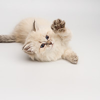 Buy canvas prints of Little Kitten by Dara Gor