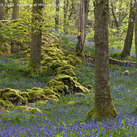 Buy canvas prints of Bluebell Wood by MICHAEL YATES