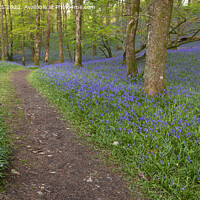 Buy canvas prints of Path Through Bluebells by MICHAEL YATES