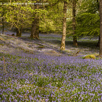 Buy canvas prints of Enchanting Bluebell Woodland by MICHAEL YATES