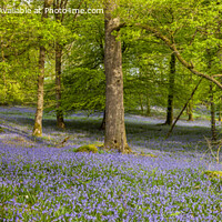 Buy canvas prints of Bluebell Panorama . by MICHAEL YATES