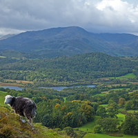 Buy canvas prints of Majestic Ewe on Loughrigg by MICHAEL YATES