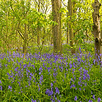 Buy canvas prints of Enchanting Bluebell Forest by MICHAEL YATES