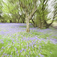 Buy canvas prints of Bluebell Zoomburst by MICHAEL YATES