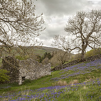 Buy canvas prints of Bluebells and Ruin by MICHAEL YATES