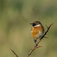Buy canvas prints of Male stonechat bird  by Pete Watson