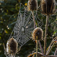 Buy canvas prints of Spiders, Web Thistles and Morning Dew by Pete Watson