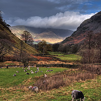 Buy canvas prints of Herdwick sheep in a Lake District pasture by Pete Watson