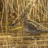 Buy canvas prints of Snipe at Westhay Moor National Nature Reserve by Pete Watson