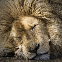 Buy canvas prints of The Lion Sleeps Tonight by Darren Willmin