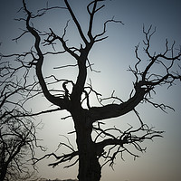 Buy canvas prints of Lonely Dead Tree by Darren Willmin