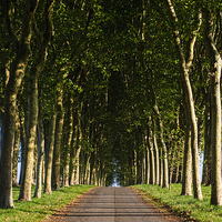 Buy canvas prints of French Tree Lined Country Lane by Paul Warburton