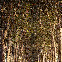Buy canvas prints of Warm French Tree Lined Country Lane by Paul Warburton