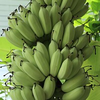Buy canvas prints of Green Banana  by Annette Johnson