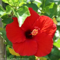 Buy canvas prints of Red hibiscus flower by Annette Johnson
