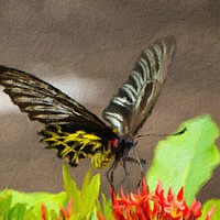 Buy canvas prints of Golden Birdwing Butterfly by Annette Johnson