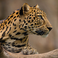 Buy canvas prints of Panthera pardus #2 by Annette Johnson