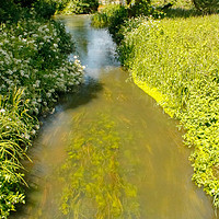 Buy canvas prints of Summer Stream by Annette Johnson